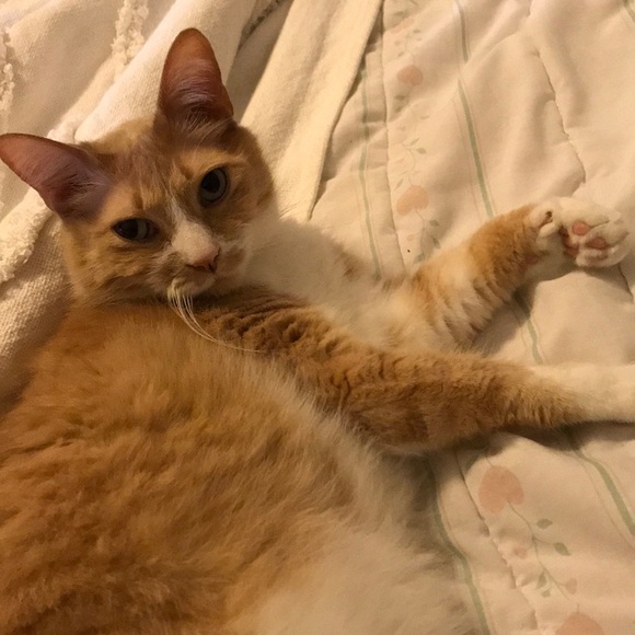 Hi! I’m Alli! - Picture 3 of 3